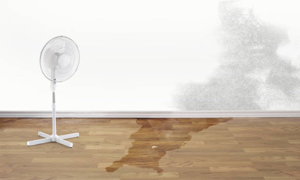 Best Water damage cleanup near me  in Tchula, MS