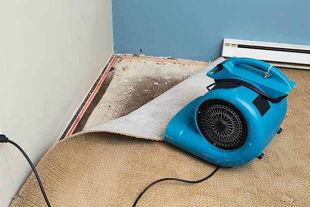 Best Mold removal after water damage  in Tchula, MS